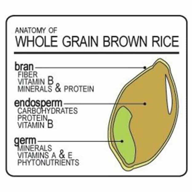 A diagram of the parts of a rice grain.